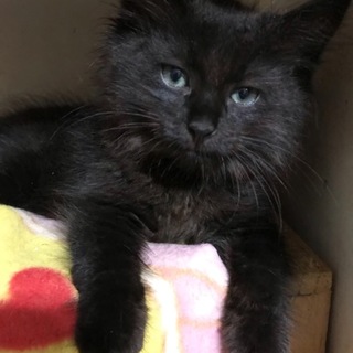 長毛黒猫おっとりモコちゃん