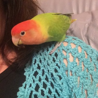 手乗り　インコ