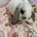 うさぎさん ロップイヤー