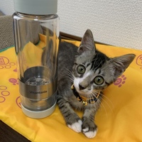 もずく