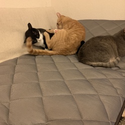 2歳  甘えんぼになりました。