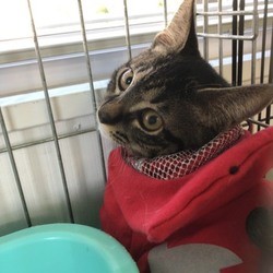 三重県桑名市８月１８日(日）第９７回リトルパウエイド猫の譲渡会