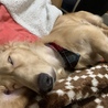 これこそ、本当のブサカワ