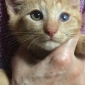 ちょっと臆病な茶トラくん。優しいお母さん募集中