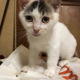 お転婆な三毛猫　令和ちゃん