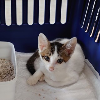 処分間近  白の多いキジしろちゃん 動画あり