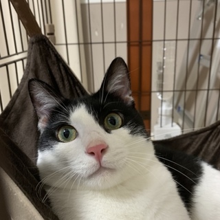 とにかく美形な猫ちゃんが、新しいお家探してますよー