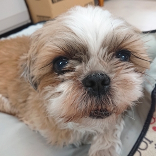 人が大好き♥シーズー『メグ』