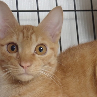 綺麗な小麦色☆茶トラ☆信玄くん♂約５ヶ月