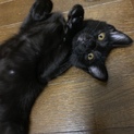 うさぎ尻尾の黒子さん