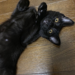 うさぎ尻尾の黒子さん
