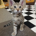 里親さん募集！かわいいキジ猫の女の子❤︎ 子猫