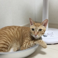 ちくわ