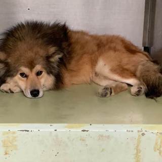 「ライオンの様なたてがみ」？！を持つシンバ君