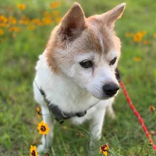 おっとり癒し系の小さなしじみちゃん