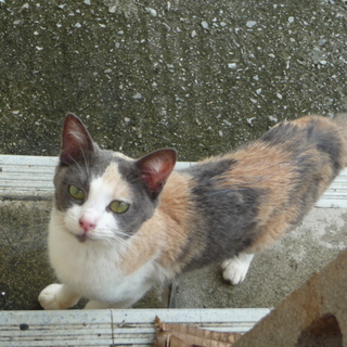 犬とお友達にしたい方、必見です。不妊手術手 完了！