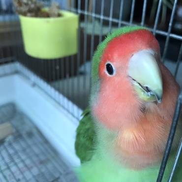 夏になると超元気、エサ箱ガタガタ言わせます。