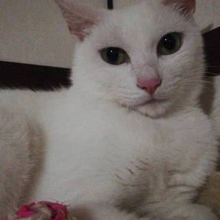 真っ白ふわふわな女の子です。