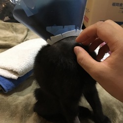 イニャバウアー