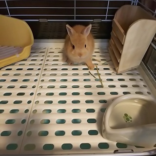 ネザーランドドワーフ（募集終了）