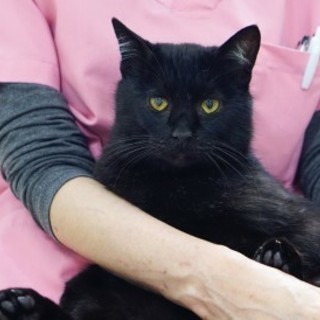 【ふれあい重視の方向け】ゴロスリにゃんこ