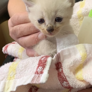 No.32 おっとりお姉ちゃん