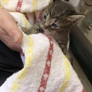 No.33 松崎しげる！？