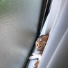 の写真