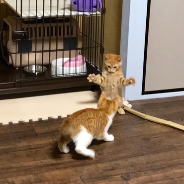 ルンバの写真