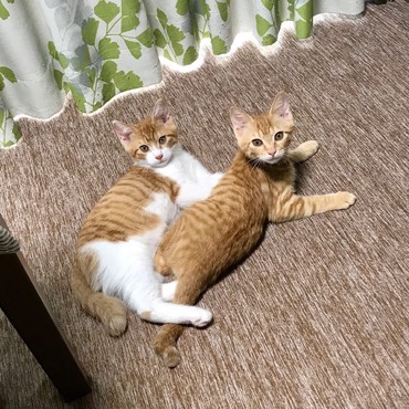 ルンバの写真