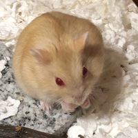 みたらし