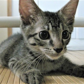 少しおっとり賢人くん、セイラちゃんと一緒に