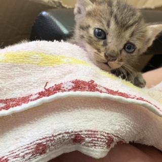 No.35 優しい鍵しっぽくん