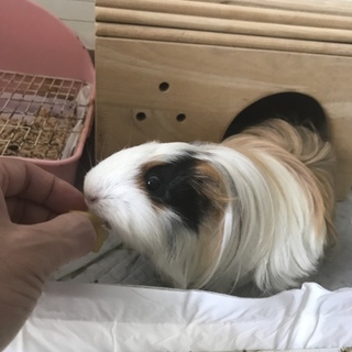 モルモットの女の子