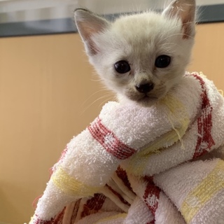 No.36 幸せの鍵しっぽ