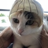 わんにゃんくらぶ11111