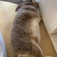 稲葉