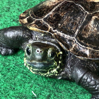 目がくりくりと可愛い「クサガメ」です！