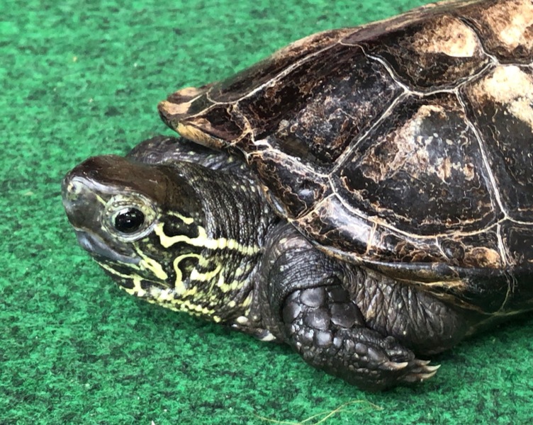 目がくりくりと可愛い ク 広島県 爬虫類 他の里親募集 ペットのおうち 月間利用者150万人 目がくりくりと可愛い ク 広島県 爬虫類 他の里親募集 ペットのおうち 月間利用者150万人