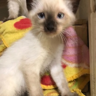 情けない顔したシャムｍｉｘ空（クウ）ちゃん