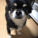 里親募集