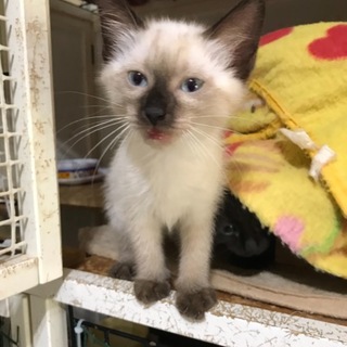 おしゃべりなシャムｍｉｘ海（うみ）ちゃん