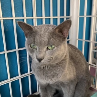 アイスストーム