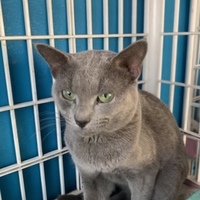 アイスストーム