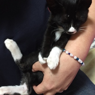 抱っこ大好き 犬みたいな 猫  くつ下くん