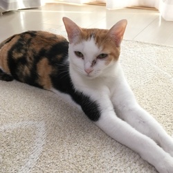 家庭内野良猫のような子