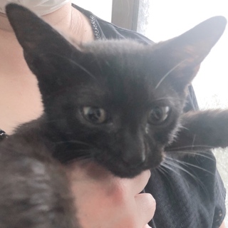 黒猫の里親さん募集中です！