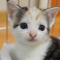 スコティッシュミックスの子猫