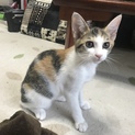 三毛の女の子の里親募集中です！