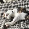 三毛の女の子の里親募集中です！ サムネイル5